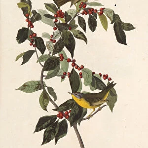 The Nashville warbler. From The Birds of America, 1827-1838. Creator: Audubon