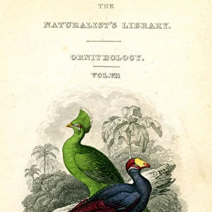 The Naturalists Library, Ornithology, Senegal Touraco, Violet Plantain Eater, c1833-1865. Artist: William Home Lizars
