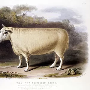 New Leicester (Dishley) ram, 1842