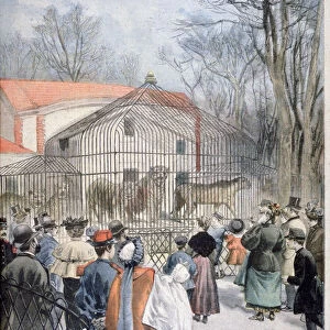 The new wildcat house at the Jardin des Plantes, Paris, 1895. Artist: Oswaldo Tofani