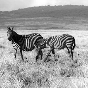 Ngorongoro Zebras. Creator: Viet Chu