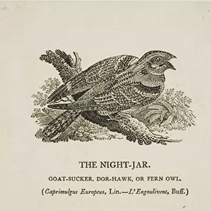 The Night-Jar, n. d. Creator: Thomas Bewick