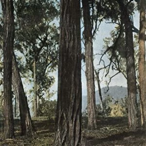 Nouvelle-Guinee. Le Bois De Fer, (Papua New Guinea - Ironwood Trees), 1900. Creator: Unknown