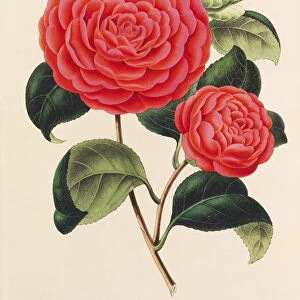 Nouvelle iconographie des Camellias, 1850-1860. Creator: Verschaffelt