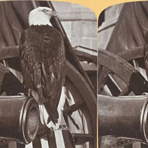 Old Abe - the Wisconsin War Eagle, c. 1875. Creator: Henry Hamilton Bennett