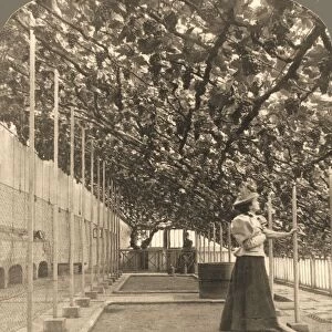 The Oldest Grapevine in the World, Hampton Court Palace, (planted 1768) England, 1897