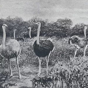 Ostriches, 1924