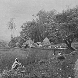 Paddy Field near Gampola, c1890, (1910). Artist: Alfred William Amandus Plate