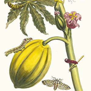 Papaya. From the Book Metamorphosis insectorum Surinamensium, 1705