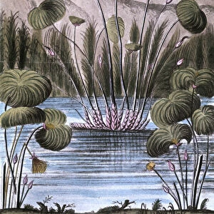 Papyrus reed (Cyperus papyrus), 1823