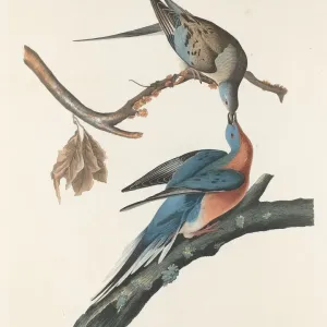 Passenger Pigeon, 1829. Creator: Robert Havell
