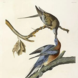 Passenger Pigeon, Columba Migratoria, 1845