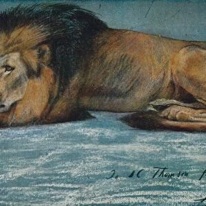 Pastel Study of a Lion, c1900. Artist: John MacAllan Swan