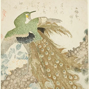 Peacock, Pine Tree, and Peonies, from the series "A Set of Three Petals