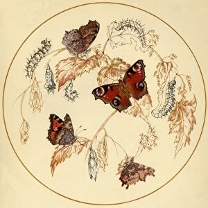 Peacock, Smalll Tortoiseshell and Comma Butterflies... c1930s, (1945). Creator: Vere Temple