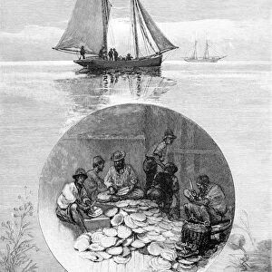 Pearl Fishery, Torres Strait, Australia, 1886