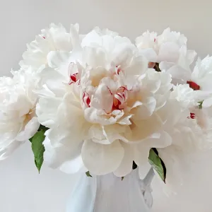Peonies. Creator: Tom Artin