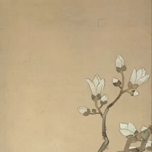Peonies, Magnolia, and Dandelions, 18th century. Creator: School of Tawaraya Sotatsu