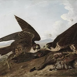 Peregrine Falcons (Duck Hawks), c. 1827. Creator: John James Audubon (American, 1785-1851)