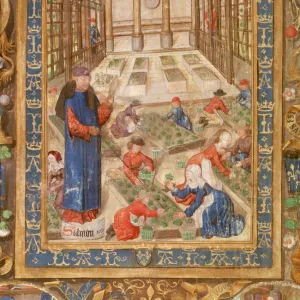 Pharmaceutical garden, 15th century