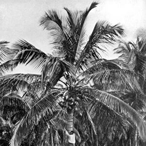 Picking coconuts, Jamaica, c1905. Artist: Adolphe Duperly & Son