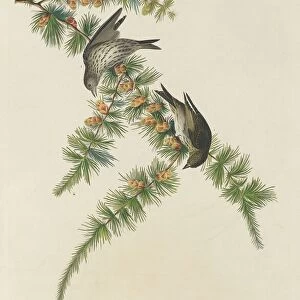 Pine Finch, 1833. Creator: Robert Havell
