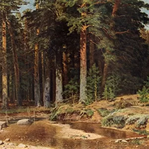 A Pine Grove, 1898, (1939). Creator: Ivan Shishkin