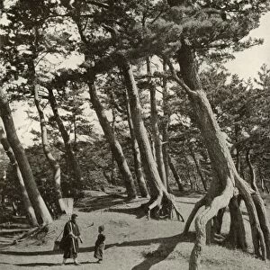 The Pines of Shizu-Ura, 1910. Creator: Herbert Ponting