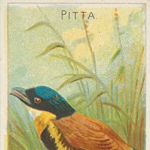 Pitta, from the Birds of the Tropics series (N5) for Allen & Ginter Cigarettes Brands