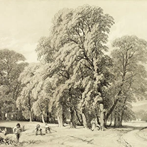Plane Trees, from The Park and the Forest, 1841. Creator: James Duffield Harding