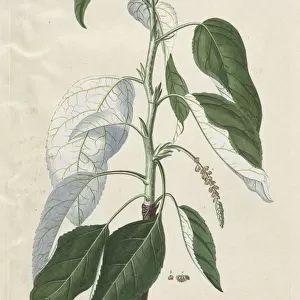 Plantae Selectae: No. 46 - Tacamahaca. Creator: Georg Dionysius Ehret (German, 1708-1770)