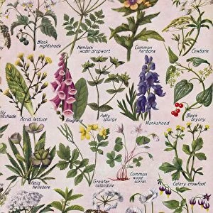 Poisonous Plants Found in the British Isles, 1935