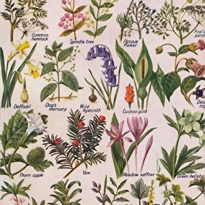 Poisonous Plants Found in the British Isles, 1935