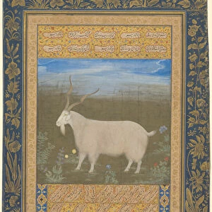 Portrait of a Ladakhi Mountain Goat, about 1600. Creator: Unknown