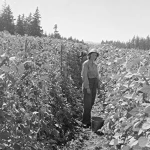 Possibly: Bean pickers at harvest time, near West Stayton, Marion County, Oregon, 1939. Creator: Dorothea Lange
