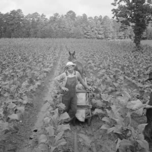 Possibly: Putting in tobacco, Shoofly, North Carolina, 1939. Creator: Dorothea Lange