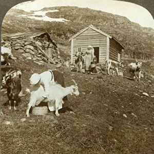 Pretty Norwegian girls tending cows and goats on the Haukeli Mts, Norway, c1905