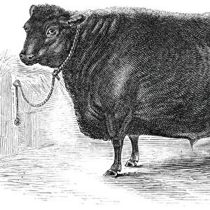 Prince Alberts Angus polled ox, 1844. Creator: Unknown
