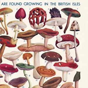 The Principal Edible and Poisonous Fungi In The British Isles, 1935