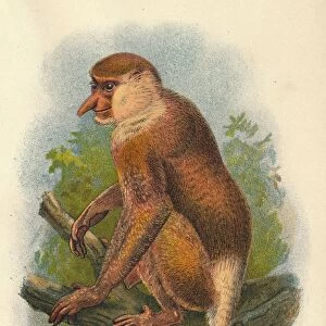 The Proboscis Monkey, 1897. Artist: Henry Ogg Forbes