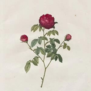 Provence or French Rose, 1817-1824. Creator: Henry Joseph Redoute (French, 1766-1853)