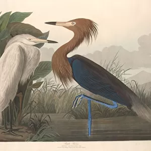 Purple Heron, 1835. Creator: Robert Havell