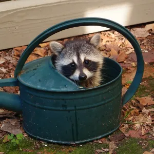 Racoon Baby. Creator: Tom Artin