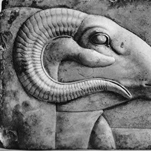 A rams head, Egypt, 1936