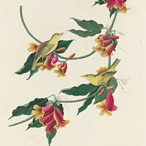 Rathbone Warbler, 1829. Creator: Robert Havell
