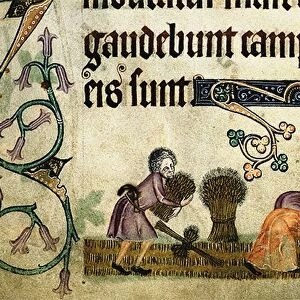 Reaping and binding sheaves (From the Luttrell Psalter), ca 1330. Artist: Anonymous