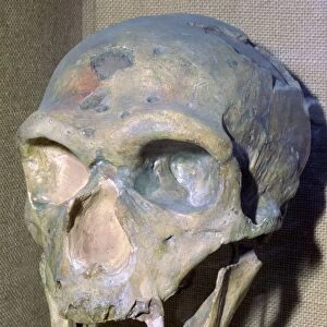 Reconstructed Neanderthal Mans skull, 49, 000 BC