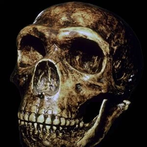 Reconstructed Neanderthal skull