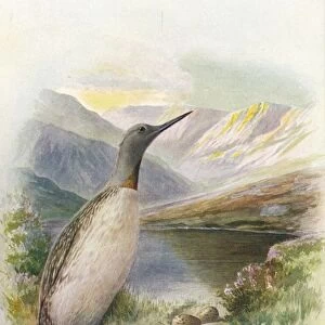 Red-Throated Diver - Colym bus septen triona lis, c1910, (1910). Artist: George James Rankin
