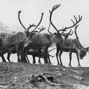 Reindeer, Grotli, Norway, 1929